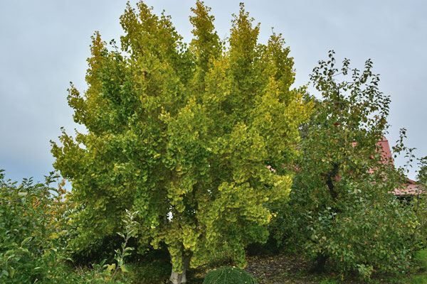 Marieken Dwarf Ginkgo
